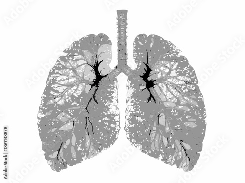 Detailed illustration of human lungs with branching airways and pulmonary vasculature