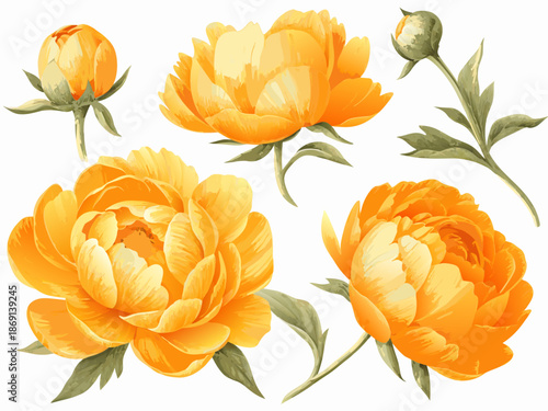 A vibrant collection of yellow peony flowers in various stages of bloom