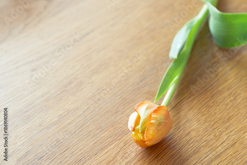 花,オレンジ色のチューリップ,春,シンプル,インテリア