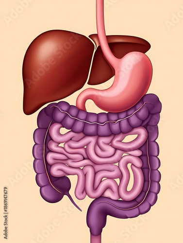 Illustration of Human Digestive System Anatomy in Detail