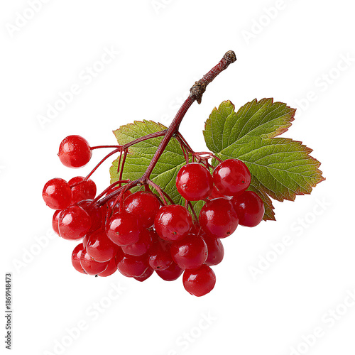 bunch of red currants