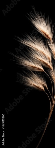Elegant Soft Grass Stems on Black Background
