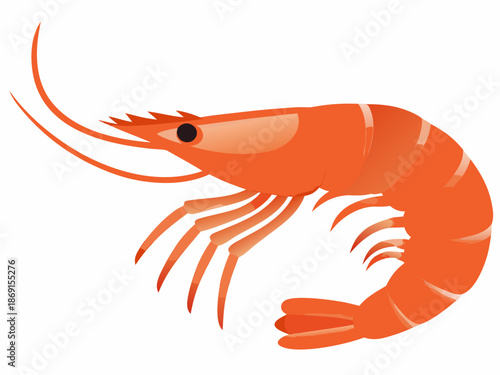An illustration of a single curled orange shrimp with detailed features