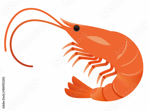 A vibrant orange shrimp illustration with detailed features and curved body