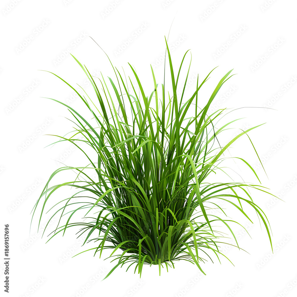 Fototapeta premium fresh green grass