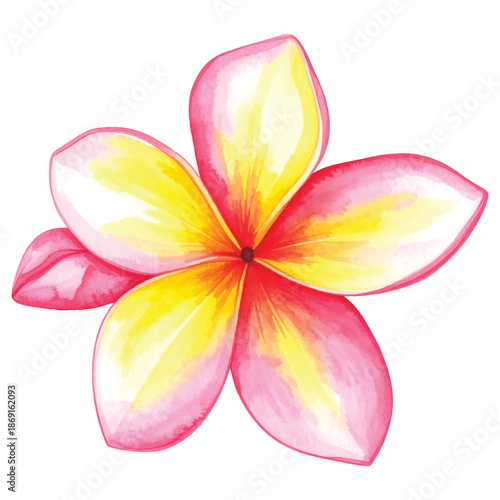 Watercolor pink and yellow plumeria flower isolated on white vector illutrastion transparent background