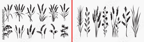 wheat grass icons, grain plant illustrations, agricultural botanical vector, cereal crop graphics, natural grain symbols, farm plant elements, organic wheat designs, rural nature icons, harvest illust