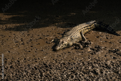 large crocodile, likely a Nile crocodile or a similar species,resting.