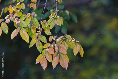 葉っぱが枯れ始めた枝に翼のような果実を沢山つけたアキニレ