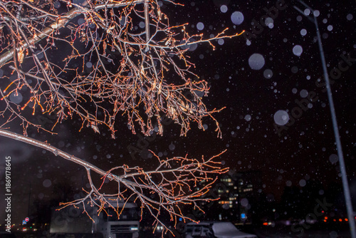 Snow-covered tree branches in the glow of night lights with a bokeh effect.