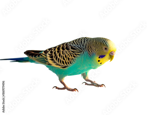 Budgerigar bird with yellow head and turquoise body on black background parakeet animal
