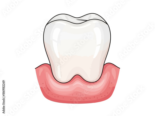 Anatomical illustration of a tooth and gum