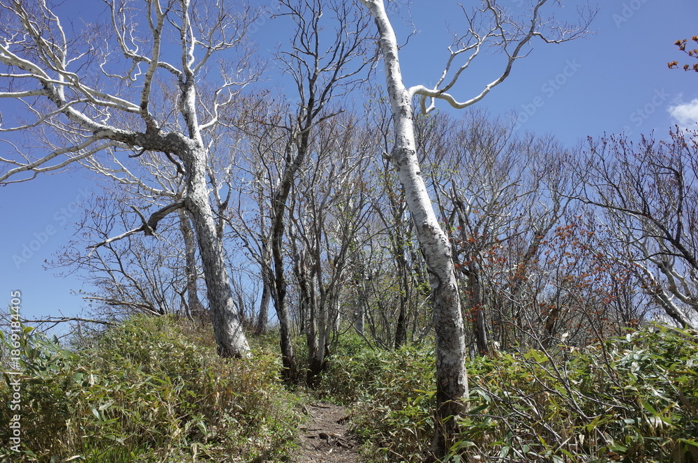 Fototapeta premium Mt.Soranuma in spring