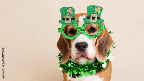 A funny beagle in a carnival costume for the Irish holiday of St. Patrick's Day. The dog wears a clover necklace, glasses, and a hat against a light background. The concept of humanizing pets