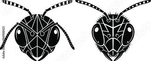 Insect anatomy comparison illustration
