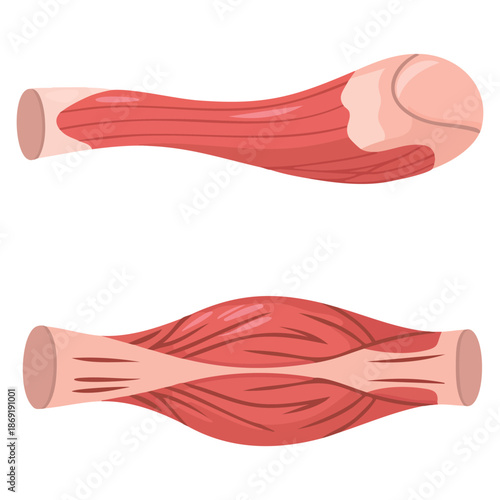 Vector illustration of muscle contraction and relaxation suitable for anatomy learning sports training physiology classes and medical educational visuals