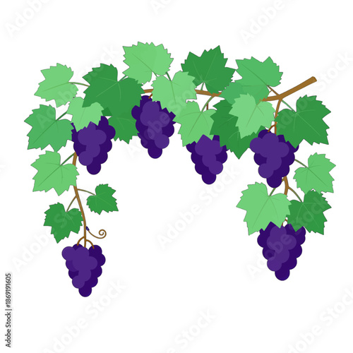 Purple grapes hanging on green vine