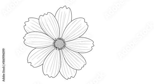 Black and white line drawing of a cosmos flower showcasing its symmetrical petals and central disk in botanical style.