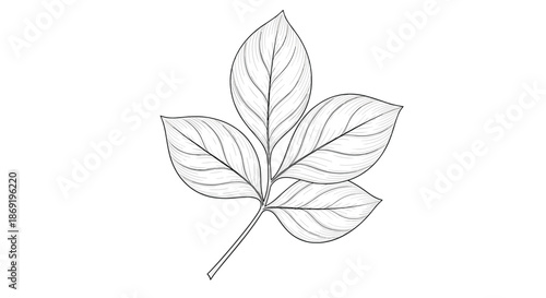 Triple leaf stem illustration featuring detailed engraving style and delicate veins on white background.