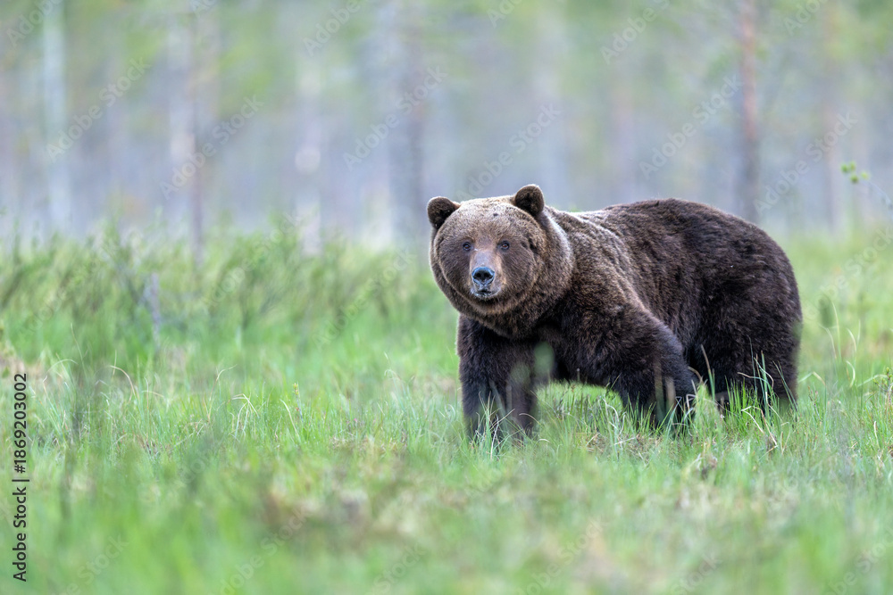 Fototapeta premium Wild brown bear ( Ursus arctos )