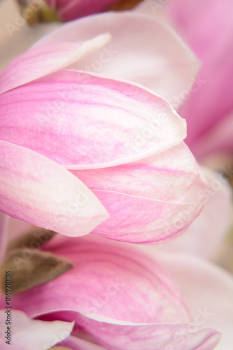 Magnolia petal in soft focus on blurred background