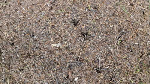 Wallpaper Mural Red forest ants crawl around the anthill, building their home. Close-up. Torontodigital.ca