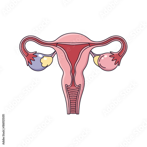 Female Reproductive System Anatomy Illustration