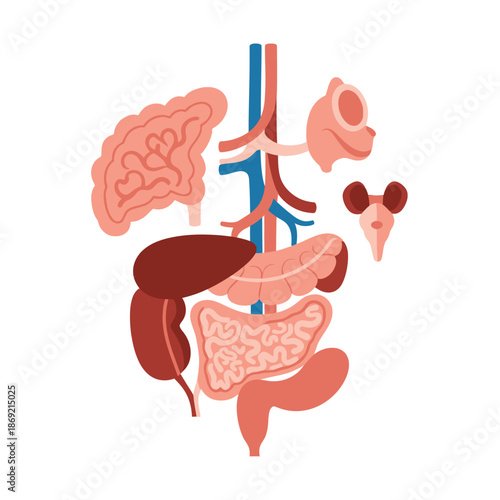 Human Digestive System Anatomy Illustration - Organs and Blood Vessels