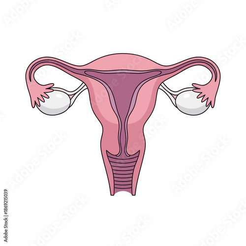 Illustration of female reproductive system, uterus, ovaries, fallopian tubes, medical diagram