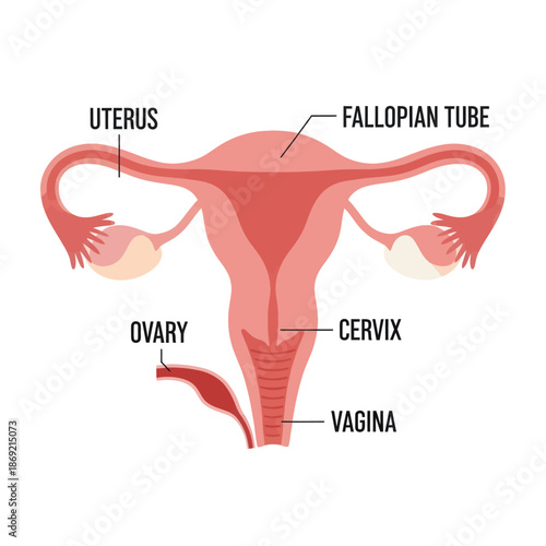Anatomical illustration of the female reproductive system, uterus, ovaries, fallopian tubes, cervix, vagina