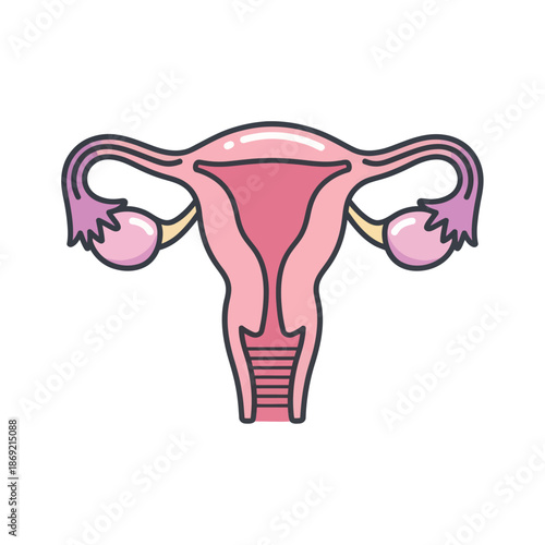 Illustration of the Female Reproductive System, Uterus and Ovaries