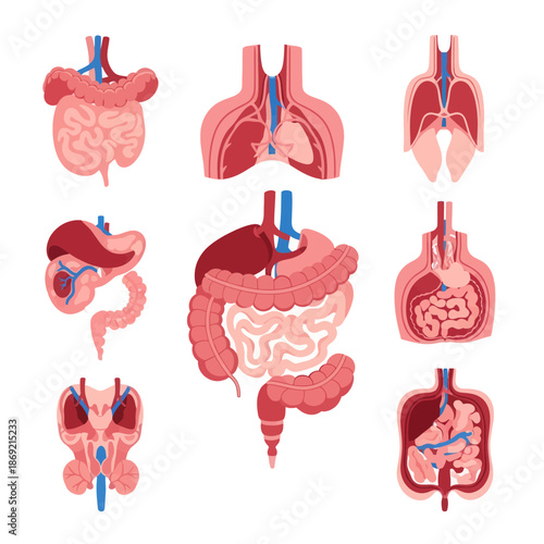 Human Anatomy Organs Set: Digestive, Respiratory, Circulatory Systems - Vector Illustration