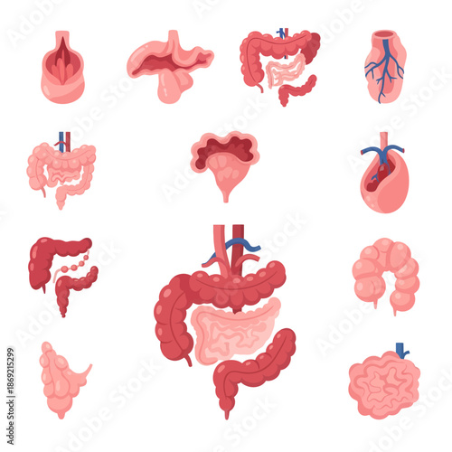 Human Digestive System Anatomy - Intestines, Stomach, Colon, Rectum, Organs Illustration