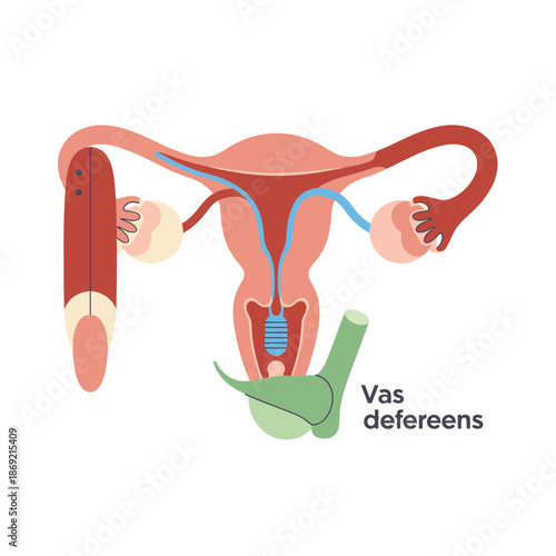 Female Reproductive System Anatomy Illustration with Vas Deferens Highlighted