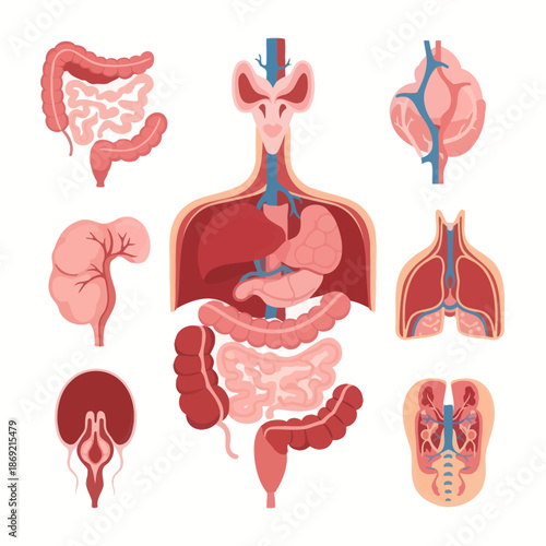 Human Anatomy Illustration: Digestive System, Respiratory System, Kidneys, and Pelvic Organs