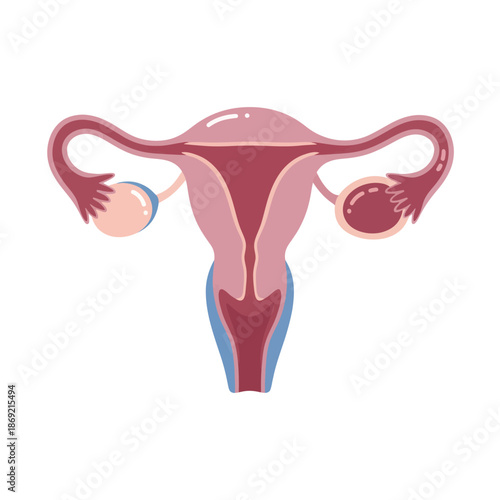 Female reproductive system anatomy illustration - Uterus, ovaries, fallopian tubes