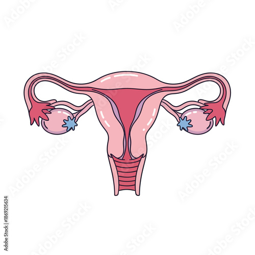 Female reproductive system diagram: uterus, ovaries, fallopian tubes. Medical illustration.