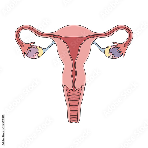 Female Reproductive System Anatomy Illustration - Uterus, Ovaries, Fallopian Tubes