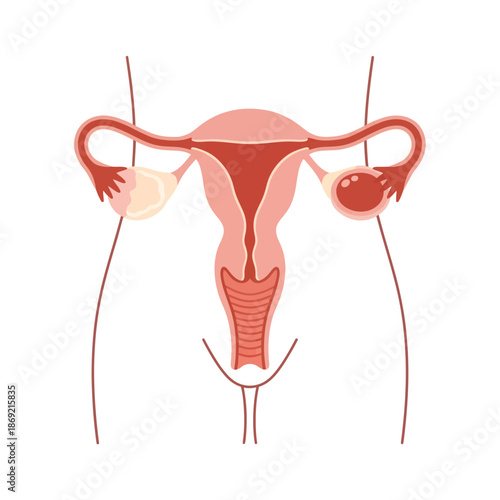 Human Female Reproductive System Anatomy Illustration - Uterus, Ovaries, Fallopian Tubes