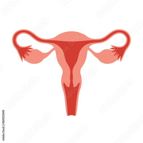 Female Reproductive System Anatomy Illustration - Uterus, Fallopian Tubes, Ovaries