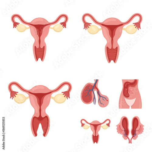 Female Reproductive System Anatomy Illustration: Uterus, Ovaries, Fallopian Tubes