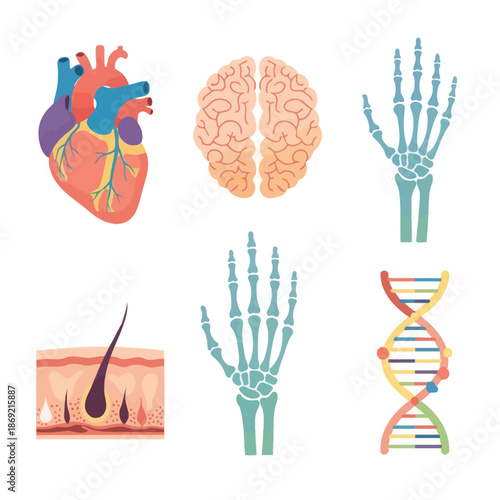 Human Anatomy Icons: Heart, Brain, Skeletal Hands, Skin, and DNA Helix
