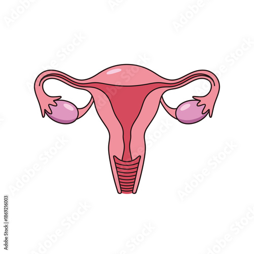 Female reproductive system illustration: uterus, ovaries, fallopian tubes. Medical diagram.