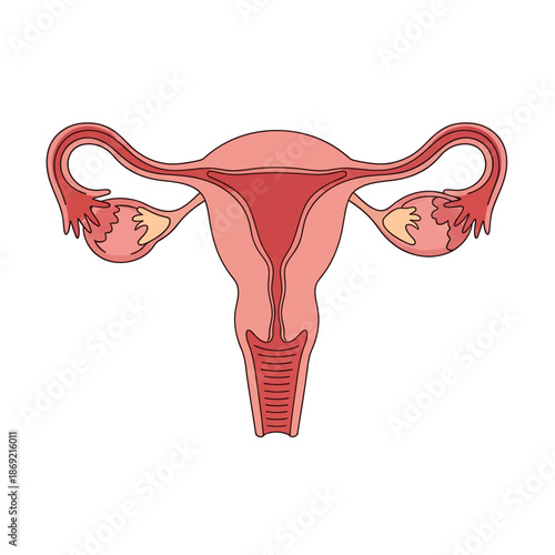 Female Reproductive System Diagram: Uterus, Fallopian Tubes, Ovaries