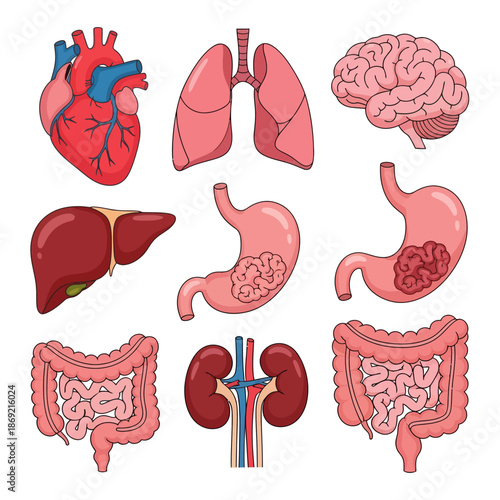 Human Organs Vector Collection: Heart, Lungs, Brain, Stomach, Liver, Kidneys, Intestines