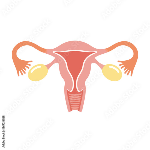 Female reproductive system diagram, uterus, ovaries, fallopian tubes, cervix, vagina, health, anatomy