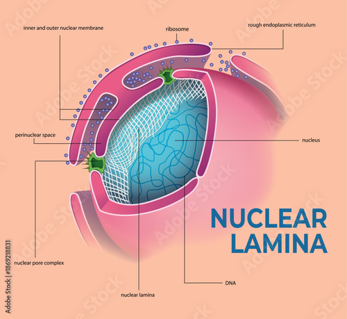 Labeled illustration of nuclear lamina on cell nucleus