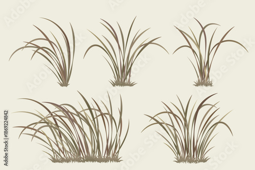 Dry pasture grass, miscanthus, orchid leaves, vector drawing collection set