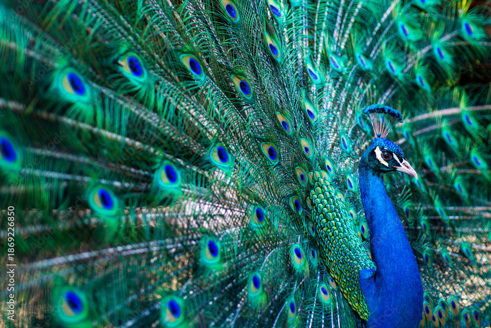 Obraz premium Peafowl portrait in nature. Peacock tail background. Peacock feathers texture. Exotic bird. Vibrant wildlife with peacock. Tropical peacock with bright feathers. Exotic bird. Colorful wildlife.