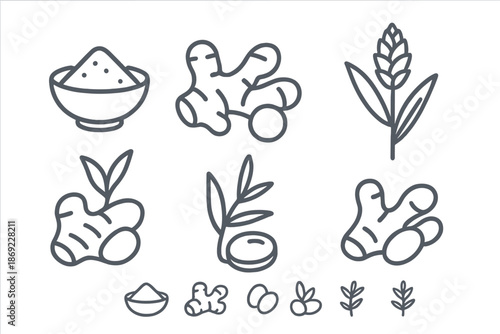 Outline drawings of fresh ginger root, powdered spice, and flowering plant for culinary use